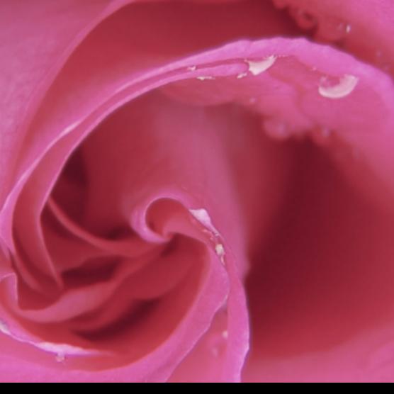 Pink rose with dew